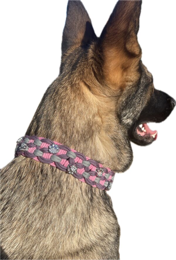 Collier en paracorde tressée rose Elodog porté par un berger allemand gris