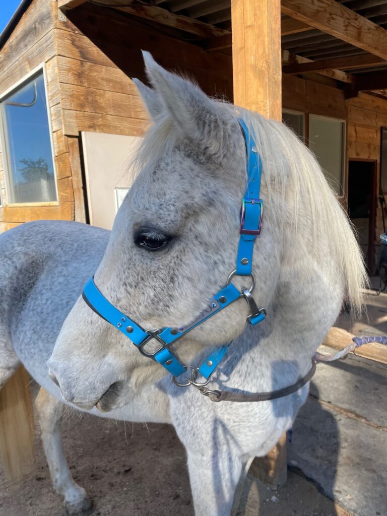 licol plat en biothane sur mesure et personnalisé elodog sur un cheval gris