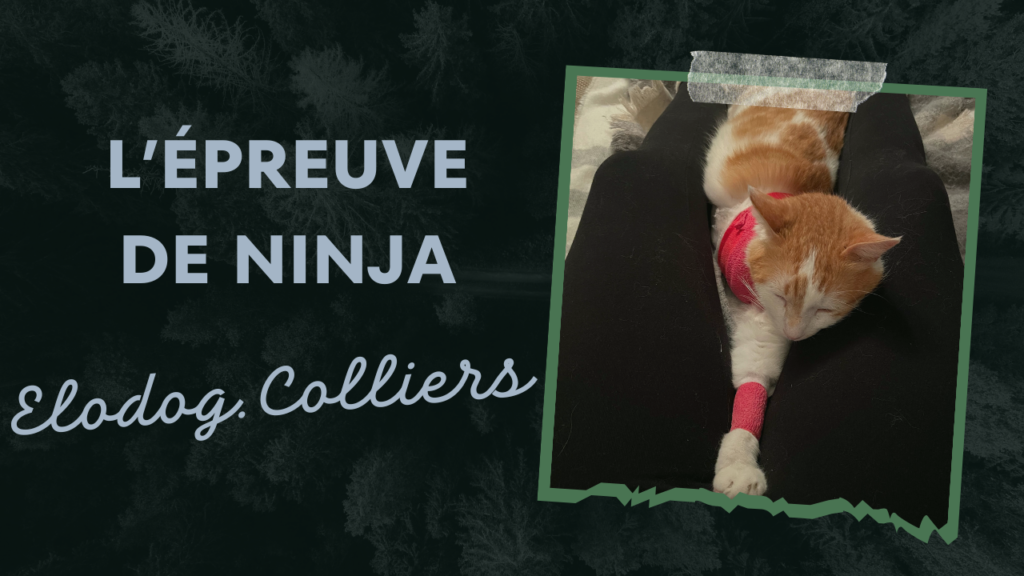 article de blog Elodog sur l'épreuve de notre chat Ninja qui a fini amputé