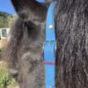 Personnalisation licol plat en biothane Elodog
