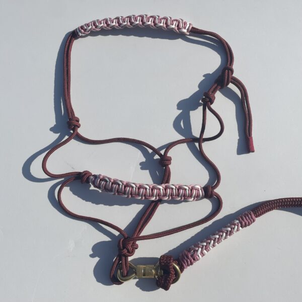 Licol éthologique personnalisé avec tressage Salomon Belly bar Elodog