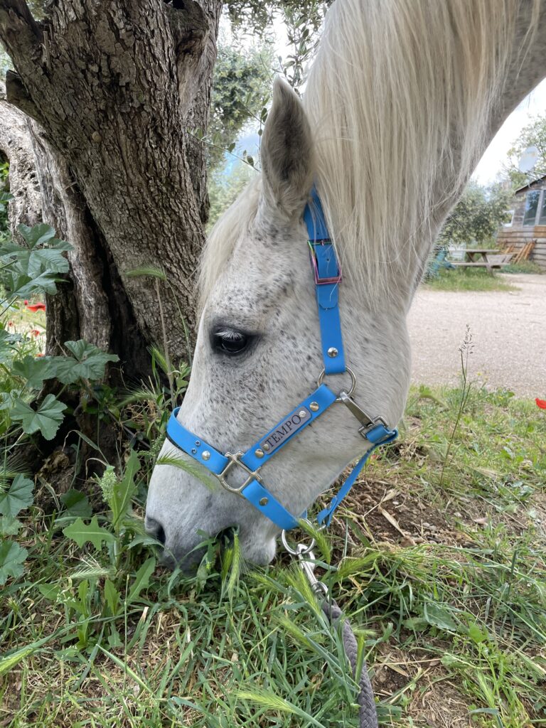 Licol plat en biothane sur poney gris Elodog