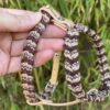 Harnais paracorde tressage Snake Belly Minis chiens Elodog