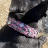 Collier pour chien en paracorde tressage KBK Bar Elodog