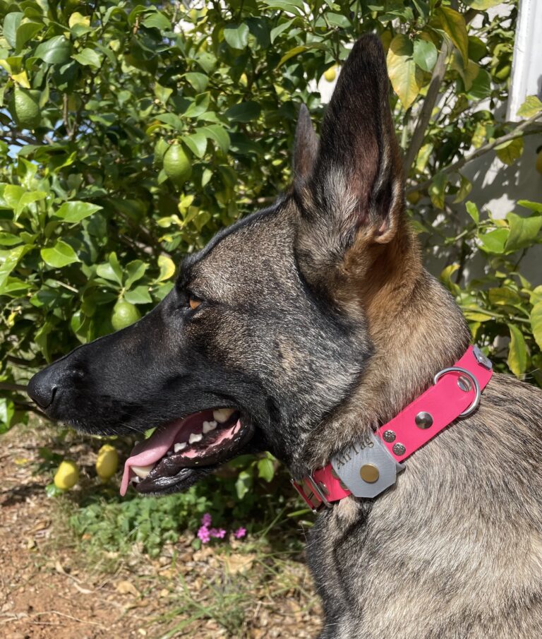 Collier pour chien en biotahne sur mesure et personnalisé avec AirTag intégré Elodog