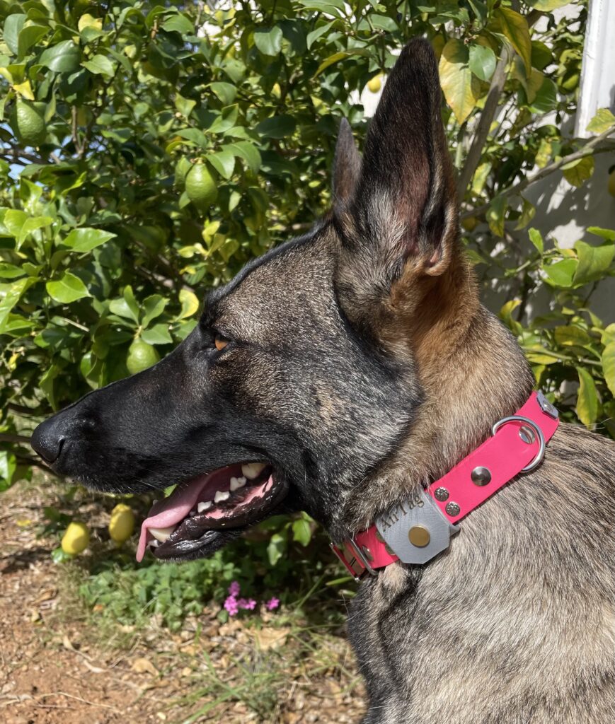 Collier pour chien en biotahne sur mesure et personnalisé avec AirTag intégré Elodog