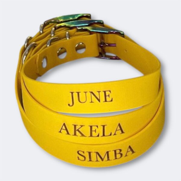 Photoroom_20250311_180713 Collier pour chien en Biothane avec nom gravé Elodog