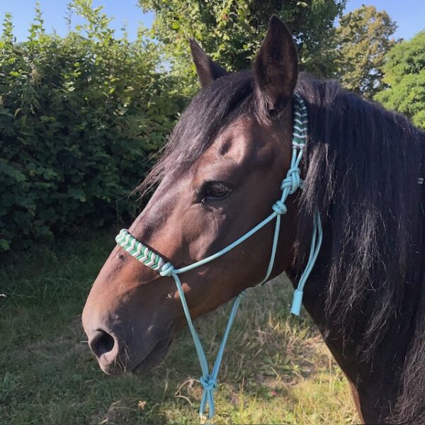 Unknown-11 Licol Ethologique SARENOR gris EloDog