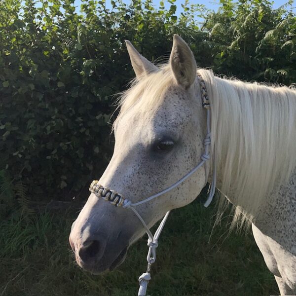 Unknown-15 Licol Ethologique SARENOR gris EloDog