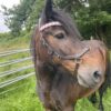 Cheval bai portant un frontal tressé en paracorde modèle Elora de Chez Elodog