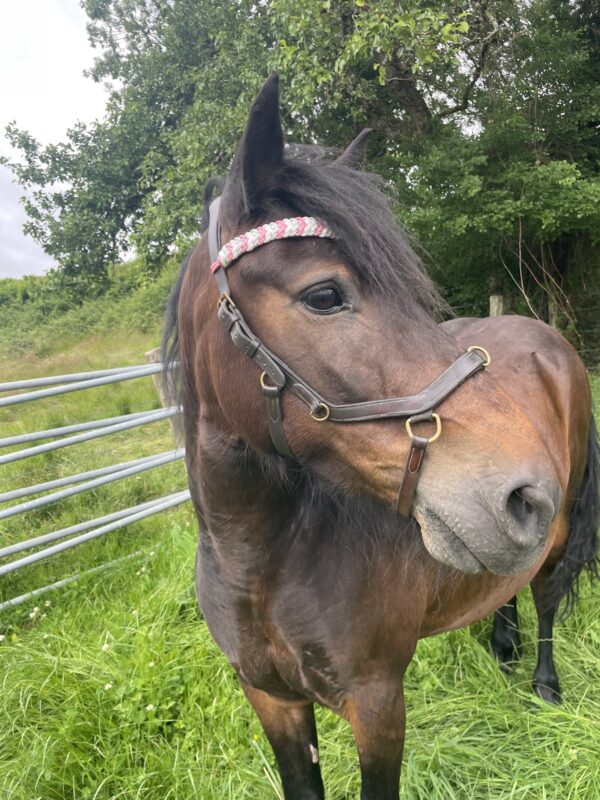 Cheval bai portant un frontal tressé en paracorde modèle Elora de Chez Elodog