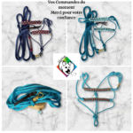 Dernières commandes Elodog